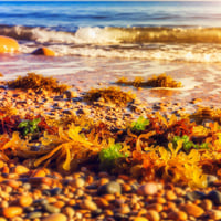 海辺、海藻、写真