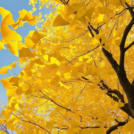 Yellow leaves of ginkgo trees