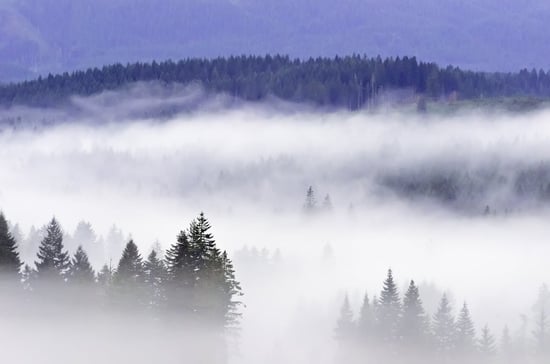 Concept of partial visibility Thick morning fog across wooded valley along U.S. 26 west of Portland, Oregon