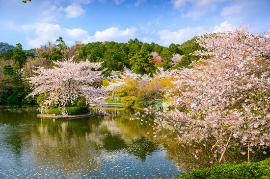 Kyoto, Japan springtime at Ryoanji Temples pond.