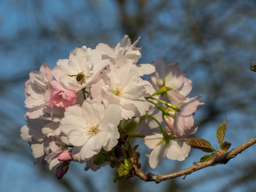 Spring time in a German garden